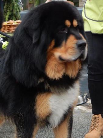 YORK  Henriet´s garden,(DALOU x RAMILA)